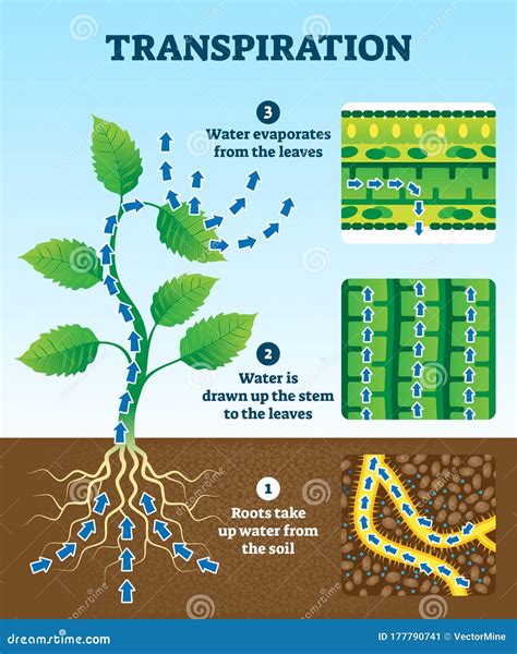 Transpiration Water Cycle