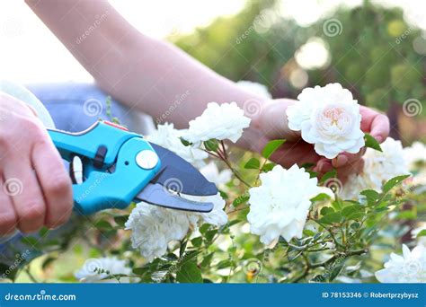 Care rose bushes stock photo. Image of nature, hands - 78153346