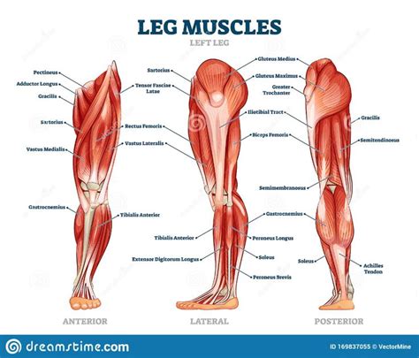 Leg Muscle Anatomical Structure, Labeled Front, Side and Back View Diagrams Stock Vector