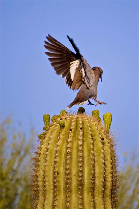 The Saguaro Cactus And Its Greedy Guests ~ Kuriositas