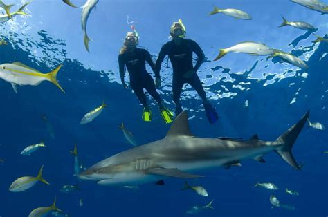 Bahamas Cruise Excursions | nassau-snorkeling-with-sharks1