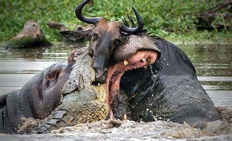 Crocodile vs. Hippo vs. Wildebeest: River Tug of War