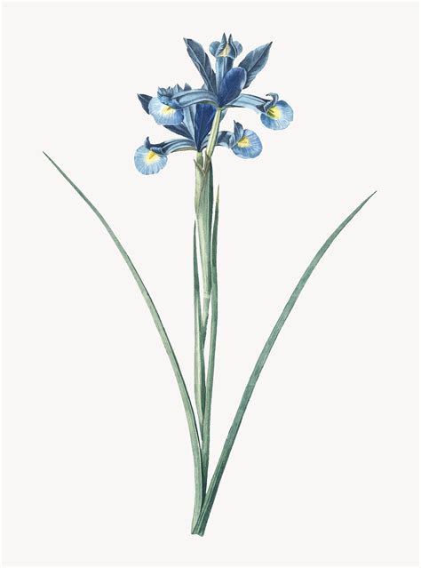 Vintage Illustration of Spanish iris - Download Free Vectors, Clipart Graphics & Vector Art