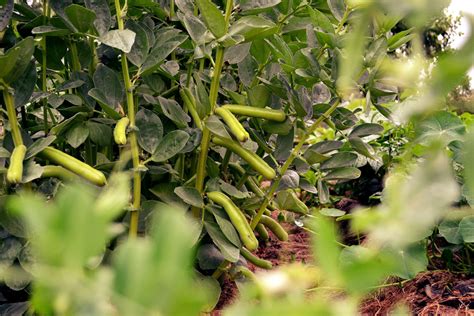 Harvesting fava beans - Sara Bäckmo