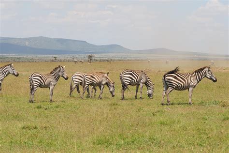 Maasai Mara Luxury Safari - 4 Day - Safari With Us