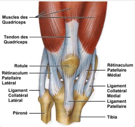 Knee Joints Dislocation - Causes, Symptoms, Treatment - Rxharun