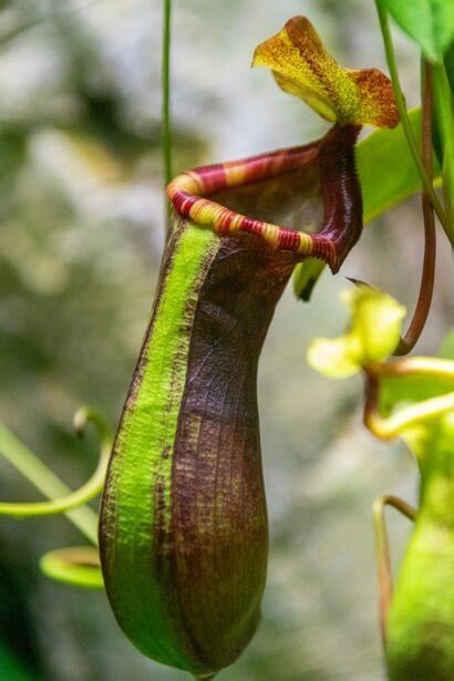 Awesome 5 Carnivorous Plants Facts For Kids - Plants For Kids