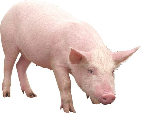 Pig PNG Transparent Images, Pictures, Photos | PNG Arts