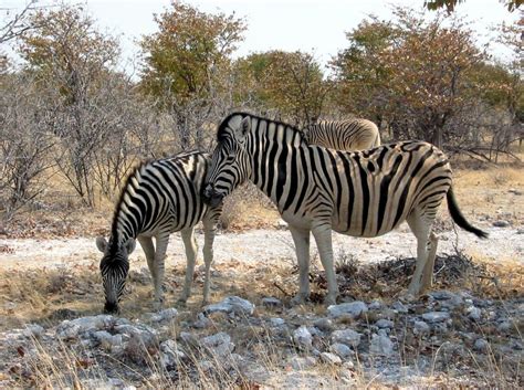 burundi animals - Google Search | Burundi | Pinterest | Zoology, Animal and Horse