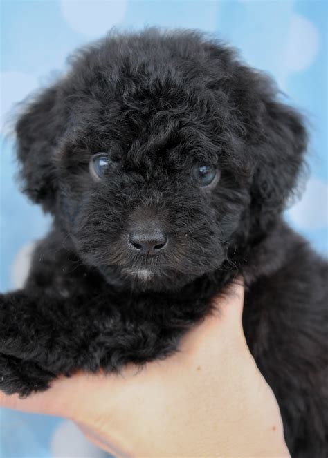 Black Poodle Puppies in Davie Florida | Teacups, Puppies & Boutique