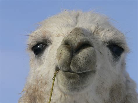 Llama Facts, History, Useful Information and Amazing Pictures