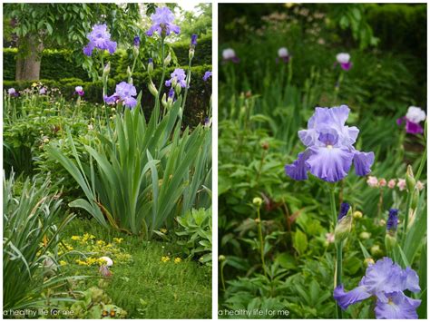 How to Plant Bearded Iris » A Healthy Life For Me