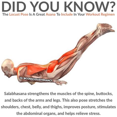 Benefits Of Salabhasana - yoga for strength and health from within