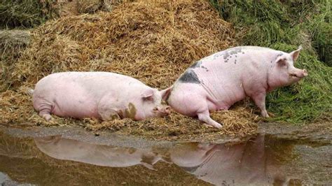 Pig Farming Business Plan, Pig Farm Design and Subsidy | Agri Farming