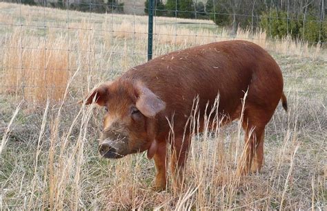 Top 12 Pig Breeds to Raise on Your Homestead • New Life On A Homestead