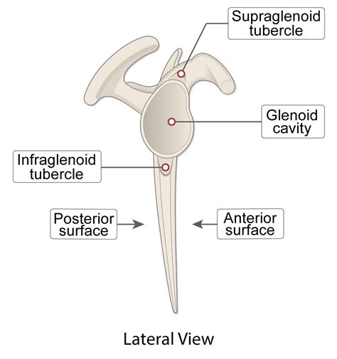 Infraglenoid Tubercle Of Scapula