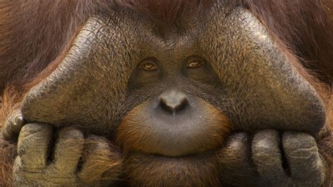 1024x576 Resolution orangutan, monkey, face 1024x576 Resolution Wallpaper - Wallpapers Den