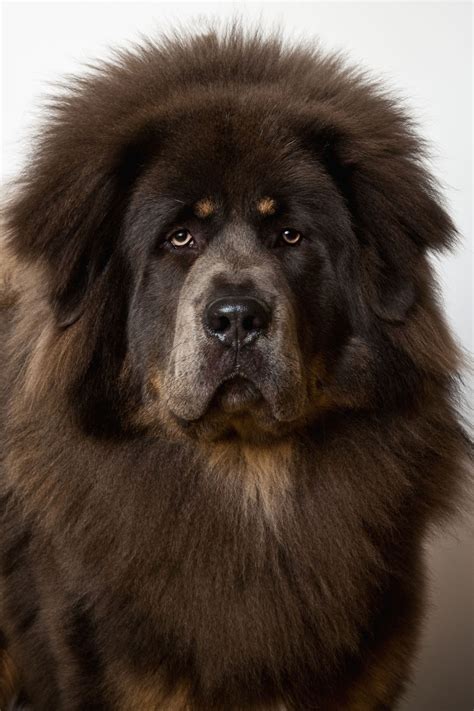 Tibetan Mastiff Lazy Dog Breeds, Giant Dog Breeds, Giant Dogs, Big Dogs, Large Dogs, Cute Dogs ...