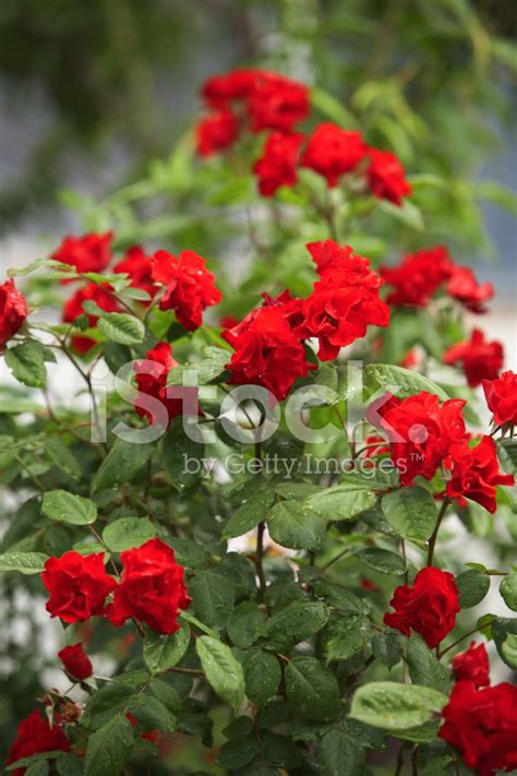 Climbing Red Roses Stock Photo | Royalty-Free | FreeImages