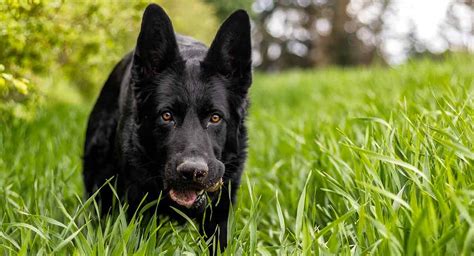 Black German Shepherd Dogs - Pros, Cons & Buying Guide