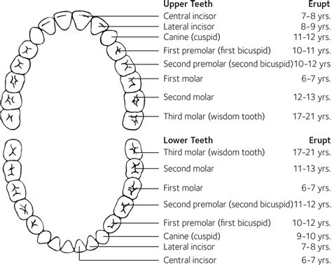 Tooth Eruption Chart Sequence And Timeline Full Guide | Porn Sex Picture