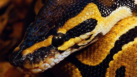 Burmese Python as Pets - Recommended Tips