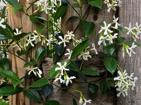 Climbing plants for shade – 10 varieties to choose from | Livingetc