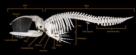 Killer Whale Skeleton Diagram