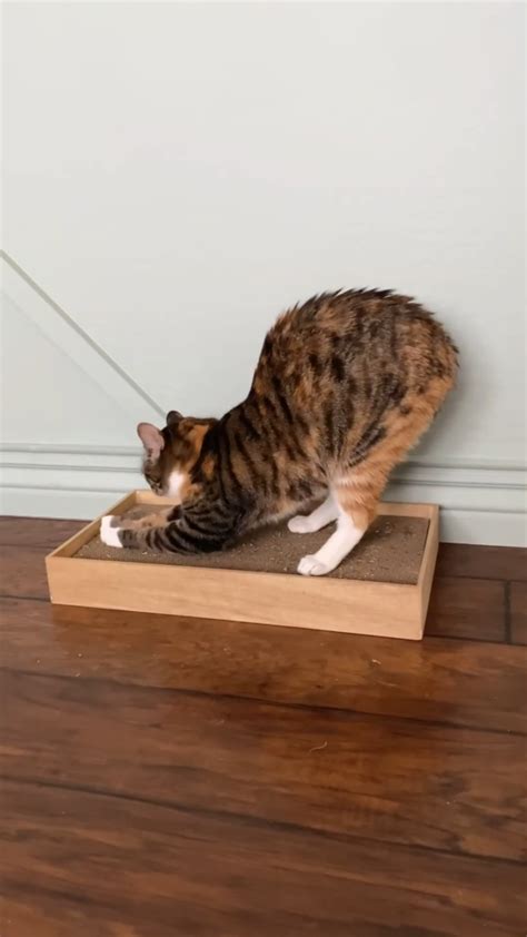 How to Make a DIY Cat Scratcher Box| Designing Parkside