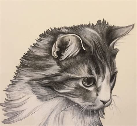 Custom Cat Drawing. Realistic Cat Drawing. Charcoal Drawing. | Etsy