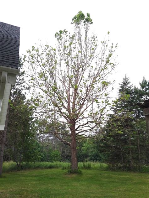 wood identification - Can anyone identify this tree? - Woodworking Stack Exchange