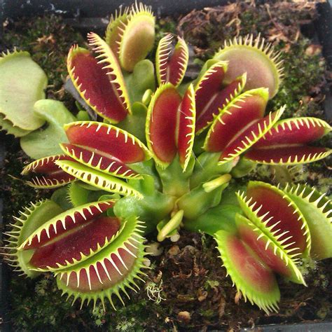 40* Dionaea Muscipula Venus Flytrap Carnivorous Plant Flower Seeds Hot | eBay