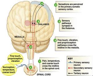 Parietal Lobe - Physiopedia