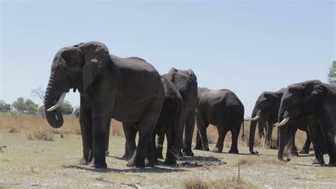 herd of African elephants in african bush 1295707 Stock Video at Vecteezy