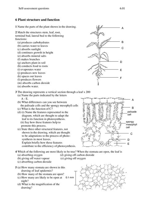 Leaf Structure And Function Worksheet