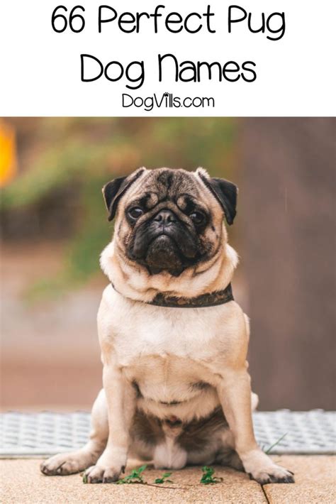 66 Perfect Pug Dog Names for Male & Female Pups - DogVills