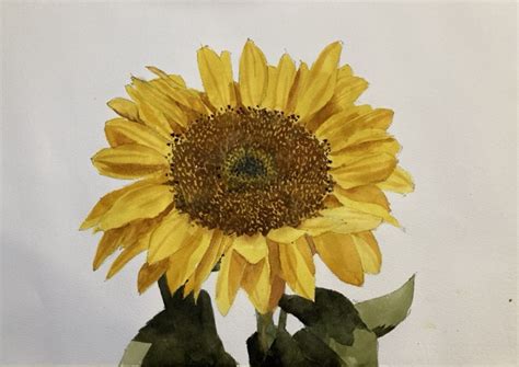 Easy Sunflower Watercolor Painting - Michele Clamp Art