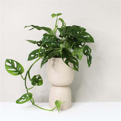 12 Indoor Vine Plants You Should Grow in Your Homes