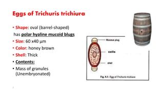 Trichuris trichiura | PPT