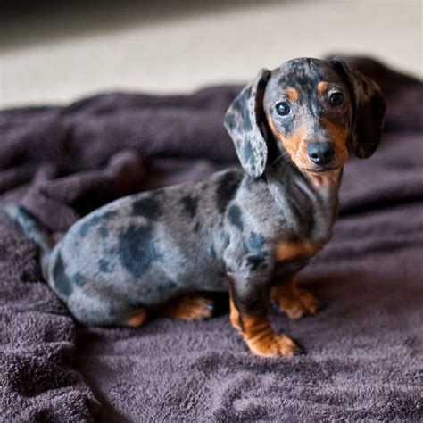 69+ Dapple Dachshund Miniature For Sale Picture - Bleumoonproductions