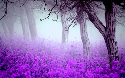 Forest Flowers Wallpapers - Top Free Forest Flowers Backgrounds - WallpaperAccess