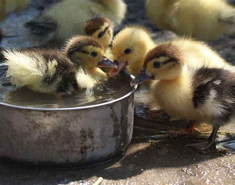 Caring for Abandoned Ducklings — Practical Self Reliance