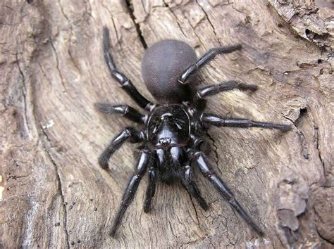 Funnel web spider bite signs, symptoms, diagnosis, treatment & prognosis