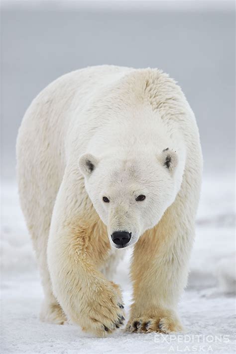 How big is a polar bear | What does a polar bear weigh | Polar bear size