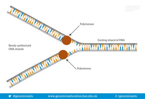 What Is Dna Polymerase And Its Function In Dna Replication