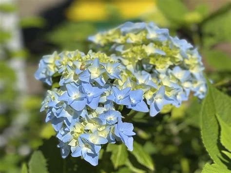 Hydrangea Care Guide (All You Want To Know) – World of Garden Plants