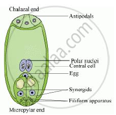 Draw a Labeled Diagram of a Mature Embryo Sac. - Biology | Shaalaa.com