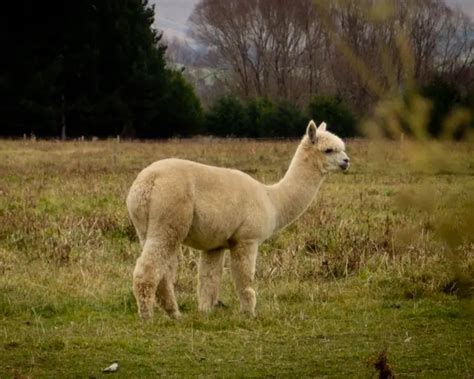 Llama - Facts, Diet, Habitat & Pictures on Animalia.bio