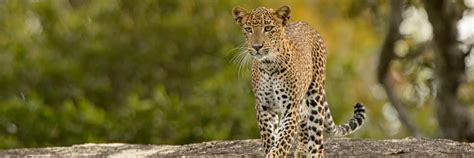 Sri Lanka Wildlife Tour, Sri Lanka Wildlife Tour Packages, Wildlife in Sri Lanka, Sri Lanka ...