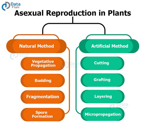 Reproduction in Plants - Sexual Reproduction and Asexual Reproduction - DataFlair